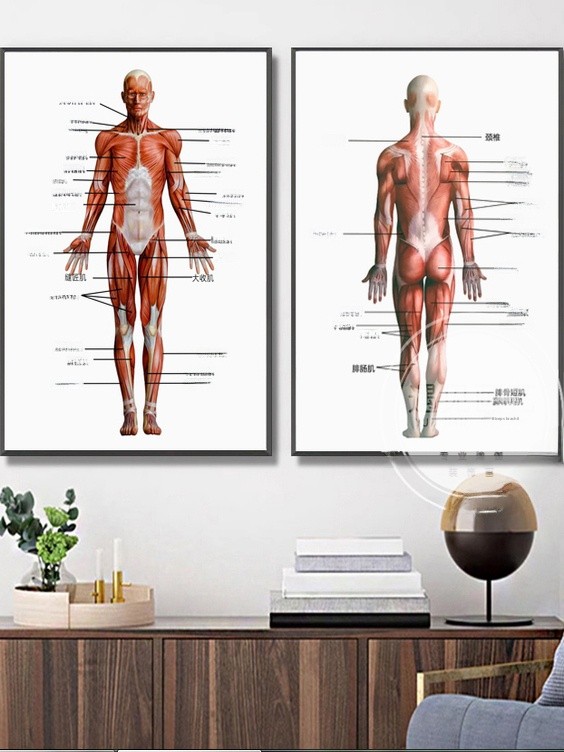 Health Within Wellness Center - Modern Simplified Chinese Human Muscle Fascia